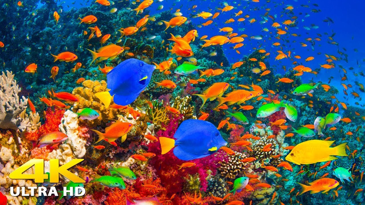 ⁣4K Stunning Underwater Wonders of the Red Sea + Relaxing Music - Coral Reefs & Colorful Sea Life