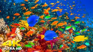 4K Stunning Underwater Wonders of the Red Sea + Relaxing Music - Coral Reefs &amp; Colorful Sea Life