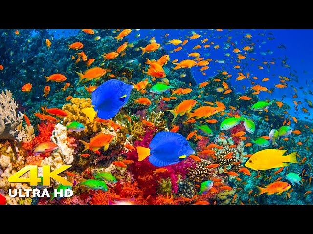 4K Stunning Underwater Wonders of the Red Sea + Relaxing Music - Coral Reefs & Colorful Sea Life class=