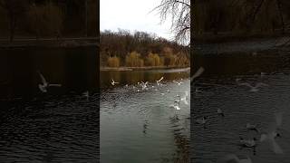 Gulls flew to Kyiv/До Києва прилетіли чайки #gulls #seagulls #чайки #озеро #lake #birds #птахи #мир