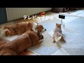 入院8日目、ちい達とビデオ通話したら画面ペロペロされて泣けてきた