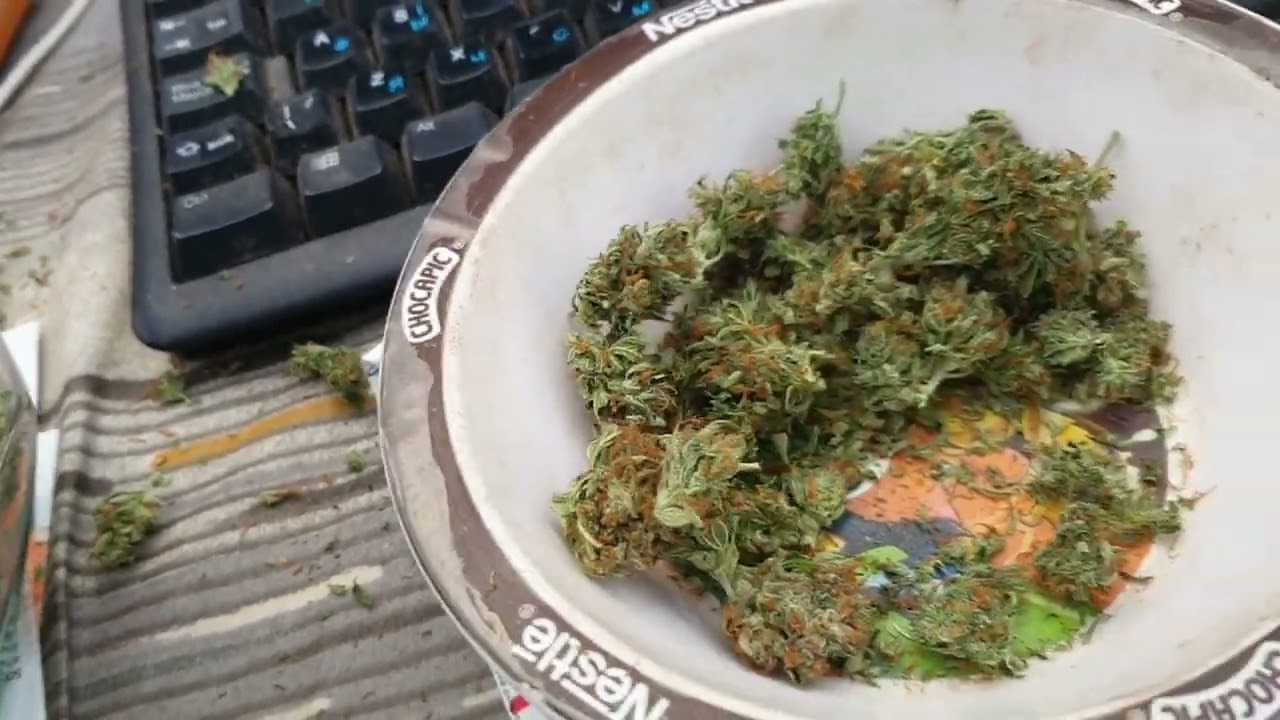 Взвешивание Amnesia Auto Growbarato от Мария Любит Хуана 