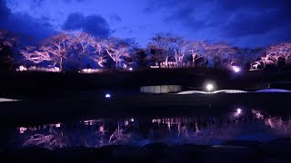 夜空を彩る桜色の光