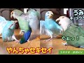 やんちゃセキセイ　#セキセイインコ　#コザクラインコ #オカメインコ