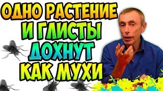 ОДНО РАСТЕНИЕ И ГЛИСТЫ ДОХНУТ, КАК МУХИ! Виталий Островский. Паразиты, газы, вздутие живота.