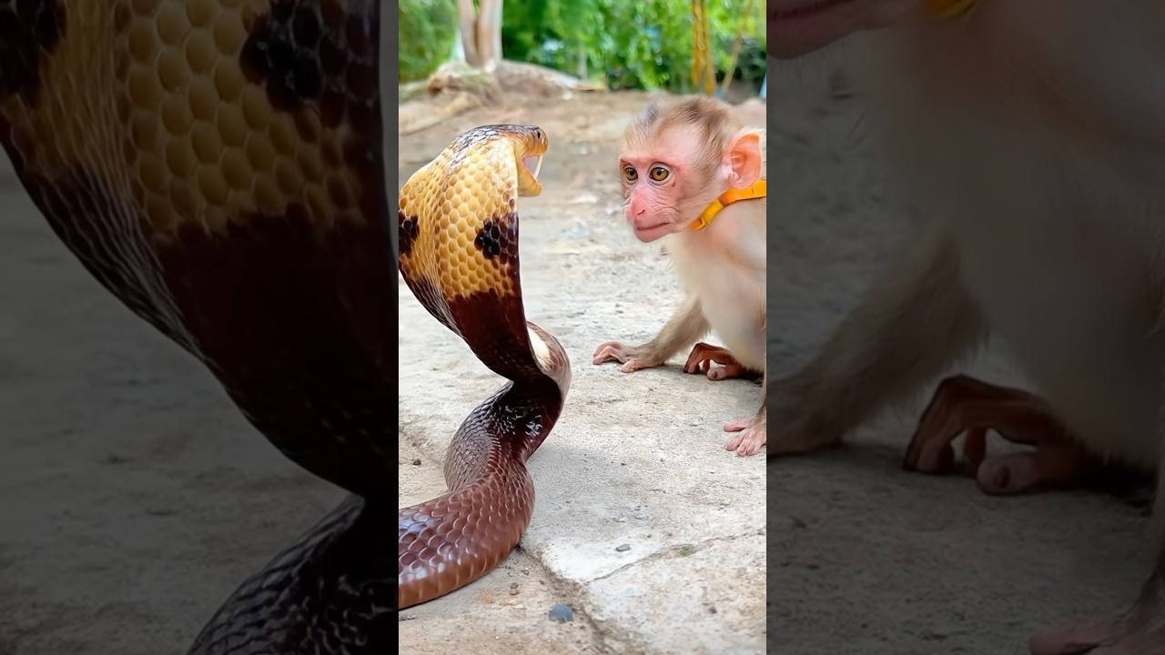 Baby monkey is attached by cobra snake