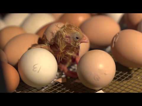 Hatching Eggs | Farm Raised With P. Allen Smith