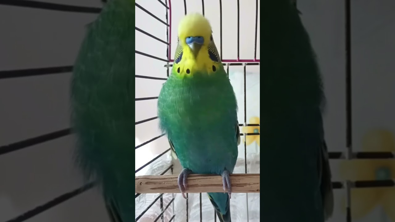 Muhabbet Kuşu Sesi |Ev| #birds #budgies #budgies #birdsong #talkingparot #muhabbetkuşu #parakeet