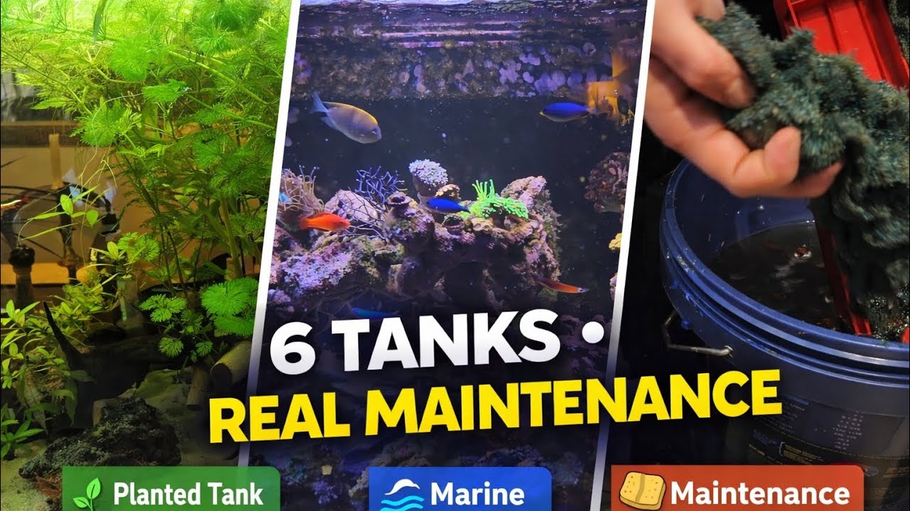 Six Tank Aquarium Maintenance Day | Turtles, Planted & Marine Tanks + Filter Cleaning
