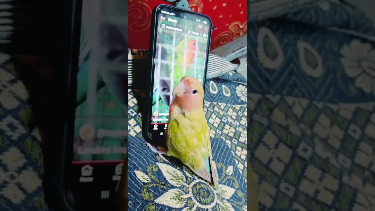 African Lovebird 🧬 | Real Life Behavior & Bonding Moments 