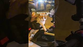 Kedi Benden Iyi Oynadi 😃