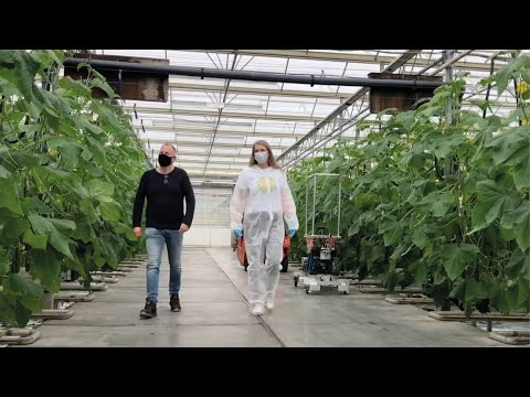 Video: Siektes Van Komkommers: Versorgingsreëls
