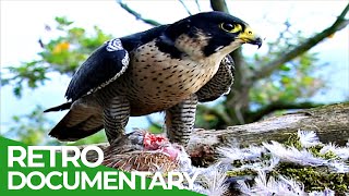 The Fascinating Wildlife of the Rhine Gorge | Free Documentary Nature