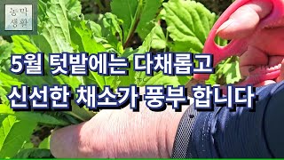 [텃밭 농막]5월 텃밭에는 다채롭고 신선한 채소가 풍부 합니다