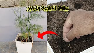 الطريقة الصحيحة لزراعة الكراوية بالبذور في المنزلA correct way to grow caraway with seeds