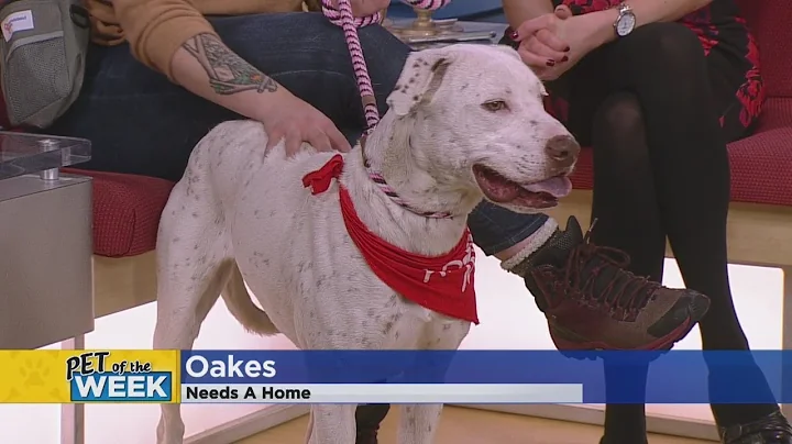Meet Oakes, Our Pet Guest Of The Week