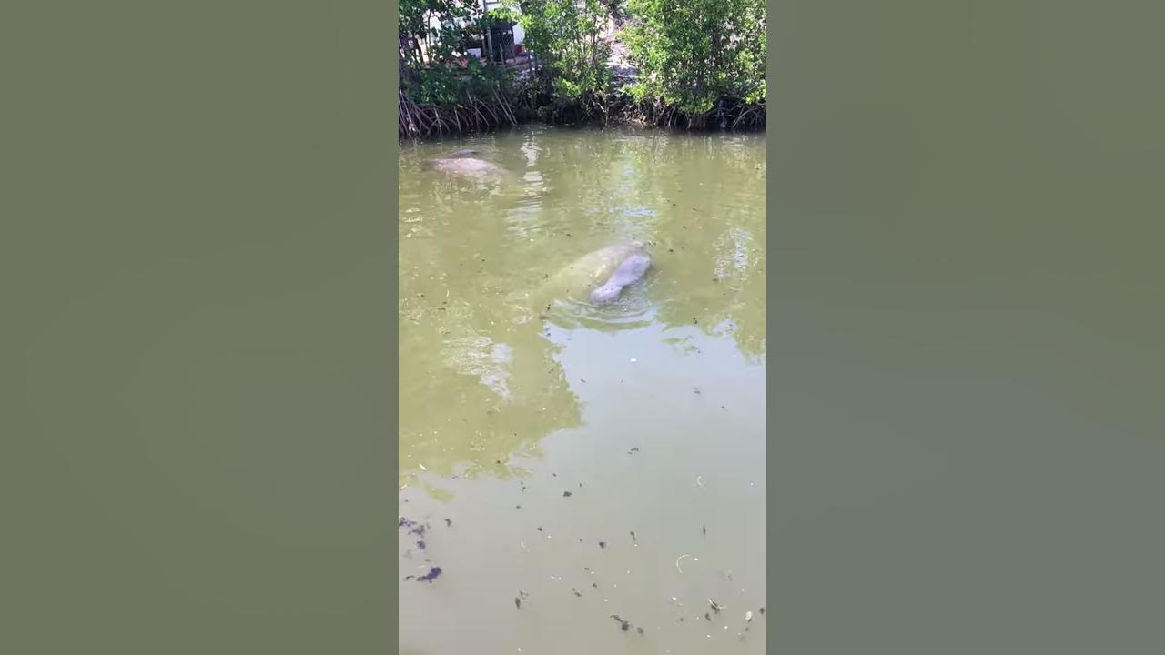 Manatee giving birth - YouTube