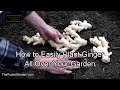 How to Easily Plant Ginger All Over Your Garden: Sun, Moisture, Depth, Fertilizing, Spacing & More!