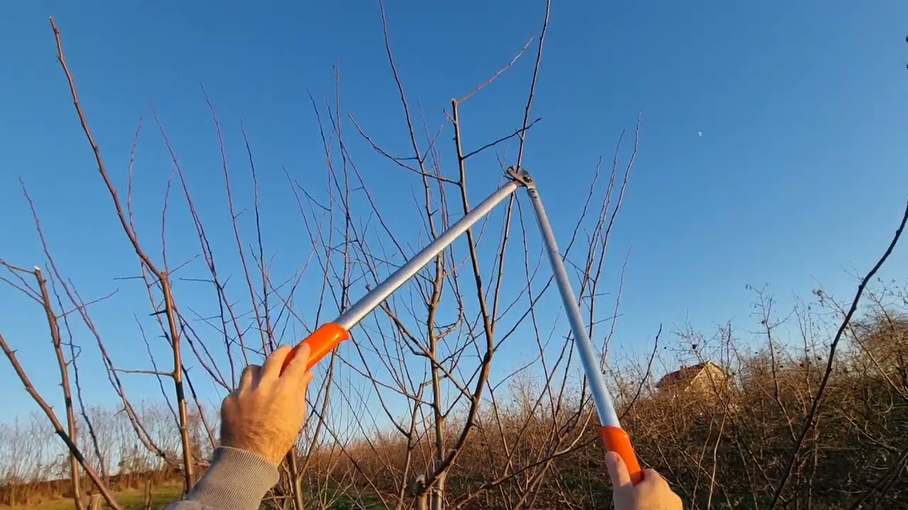 Uslužna rezidba šljive, formiranje uzgojnog oblika
