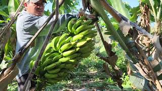 Técnica para cortar y Poner a Madurar tu Plátano o Banano