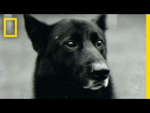 Videó: Itt van a te esélyed, hogy saját apró, felszívódott kutyák hadseregét használj bármilyen okból