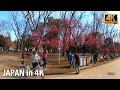 ［4K］ First City Park in Japan. Tokyo Ueno Park  | Walk Japan, 2021