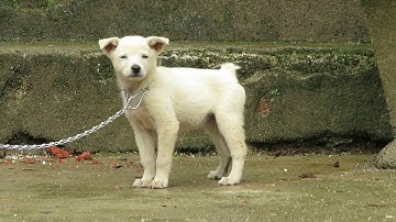 Việt Nam Chó bản địa: Cộc trắng cái 50 ngày tuổi (Chó bản Mông hoang dã)