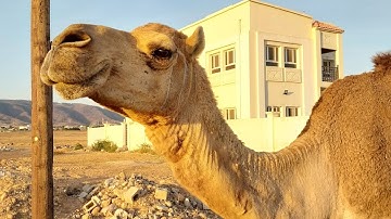 Camels on Oman desert | Travel Vlog |SALALAH,OMAN |Going to the resthouse | Tourist destinations