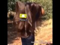 شيله كلامه اه يامحلى كلامه