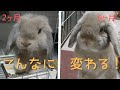 ホーランドロップ子うさぎの成長~生後2ヶ月から6ヶ月の体重と日々の記録