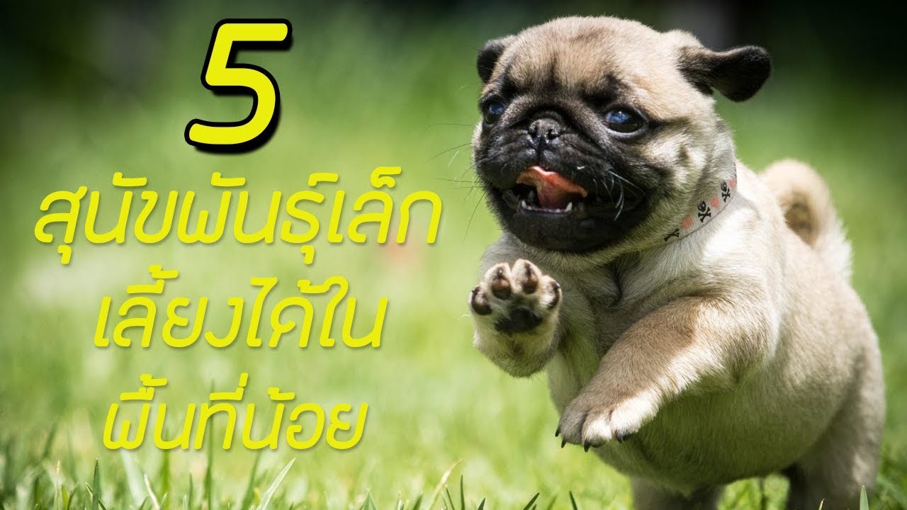 5 สุนัขพันธุ์เล็ก ที่สามารถเลี้ยงในพื้นที่น้อยได้!! (น่ารักมาก!) - Youtube