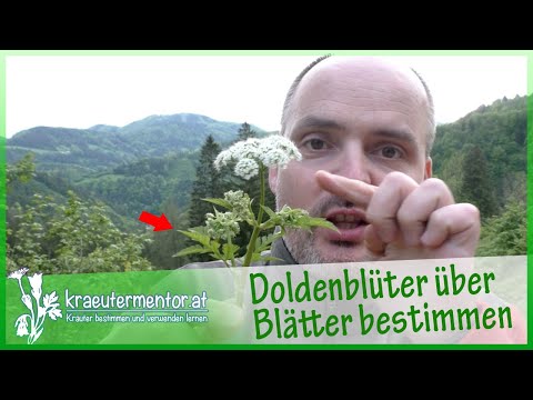 Video: Ist Doldenblütler ein Wort?