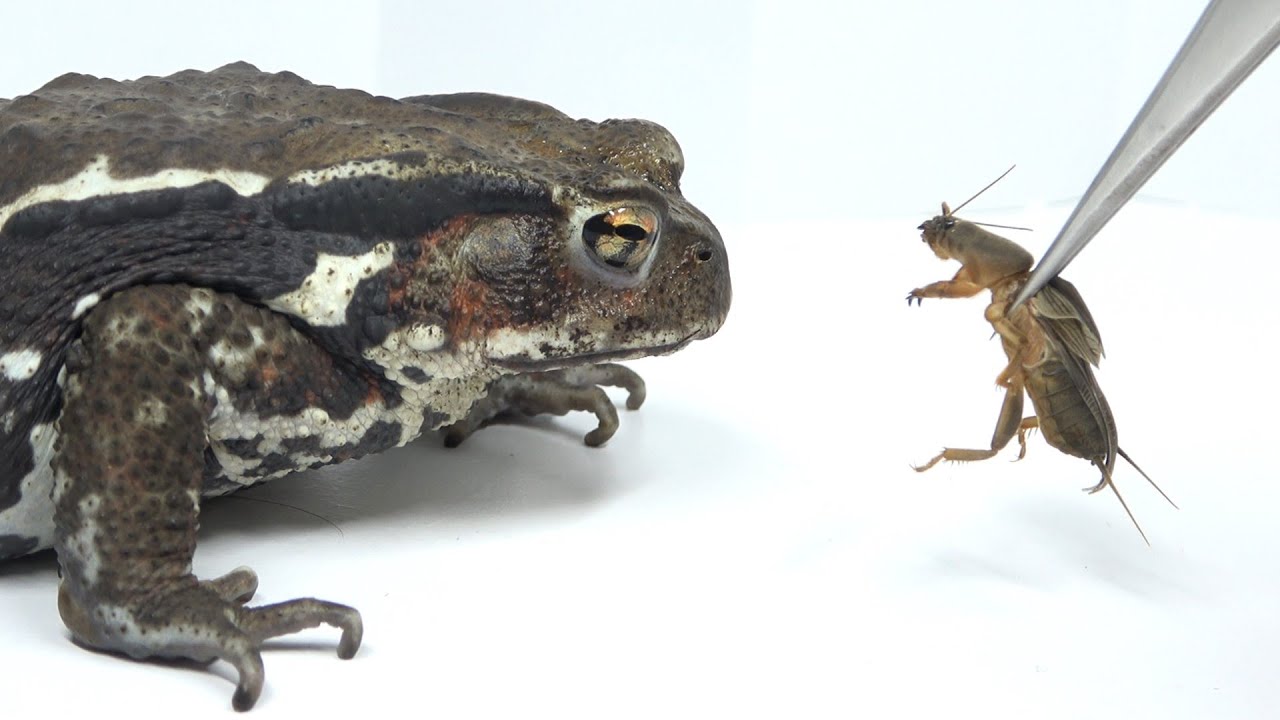 If you bring a dying cricket close to a hungry toad - YouTube