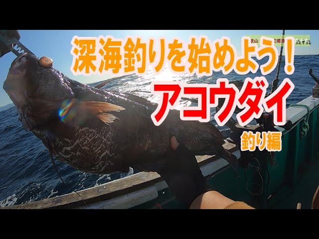 アコウダイ 深海釣り 釣り編 9 28 和歌山 日置笠甫 丸十丸 枚方市の居酒屋 隠れ家月光 Youtube
