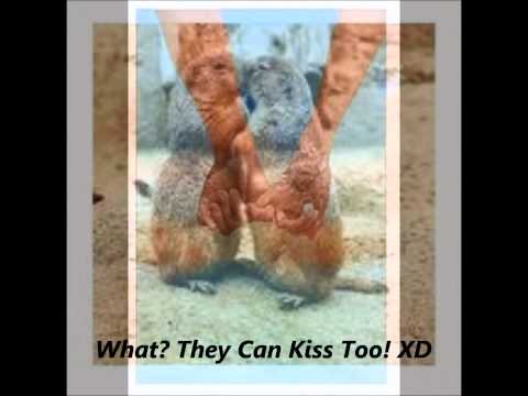 honey-bee-by-blake-shelton-(lyrics!)