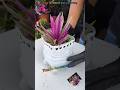 Moses in the cradle propagation,Indoor plants prepare flower pot #shortvideo #garden #moses #flowers
