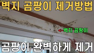 벽지 곰팡이제거 어렵지 않습니다! 마법같은 벽지 곰팡이 청소방법 공개~ 매직청소TV