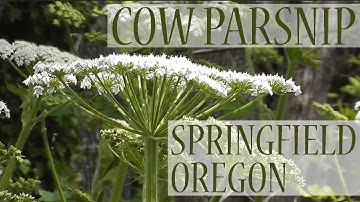 Cow Parsnip (Heracleum maximum), Dorris Ranch, Springfield, Oregon