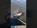 Hunting for gators on lake okeechobee 