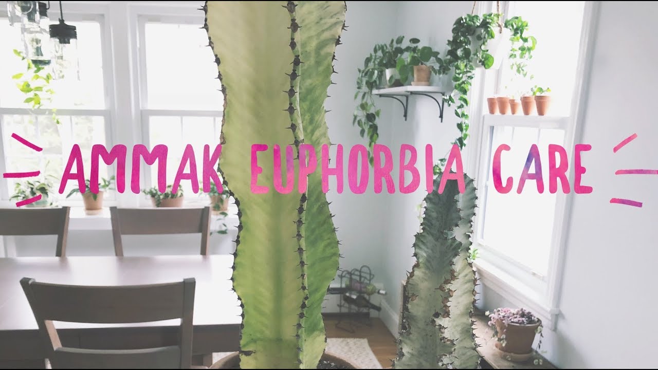 ammak euphorbia care | easy care plant