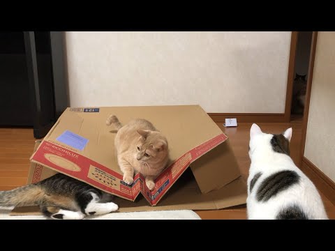 間違えて出てきてしまった猫