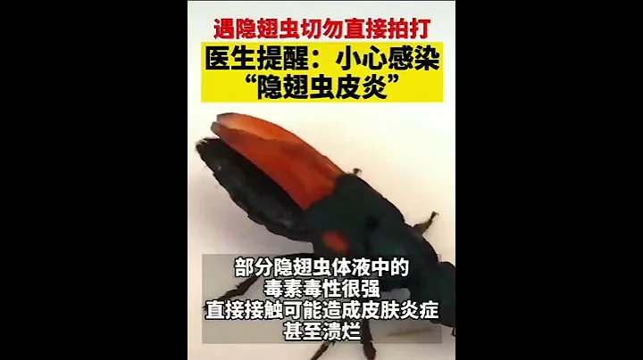 遇隱翅蟲切勿直接拍打，醫生提醒：小心感染「隱翅蟲皮炎」 - 天天要聞