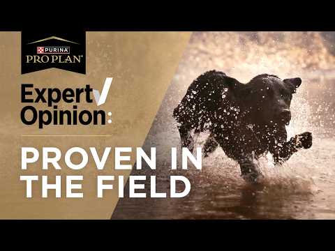 Hunting Dog Food for Peak Performance in the Field or On the Water
