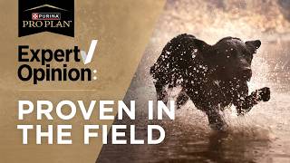 Hunting Dog Food for Peak Performance in the Field or On the Water