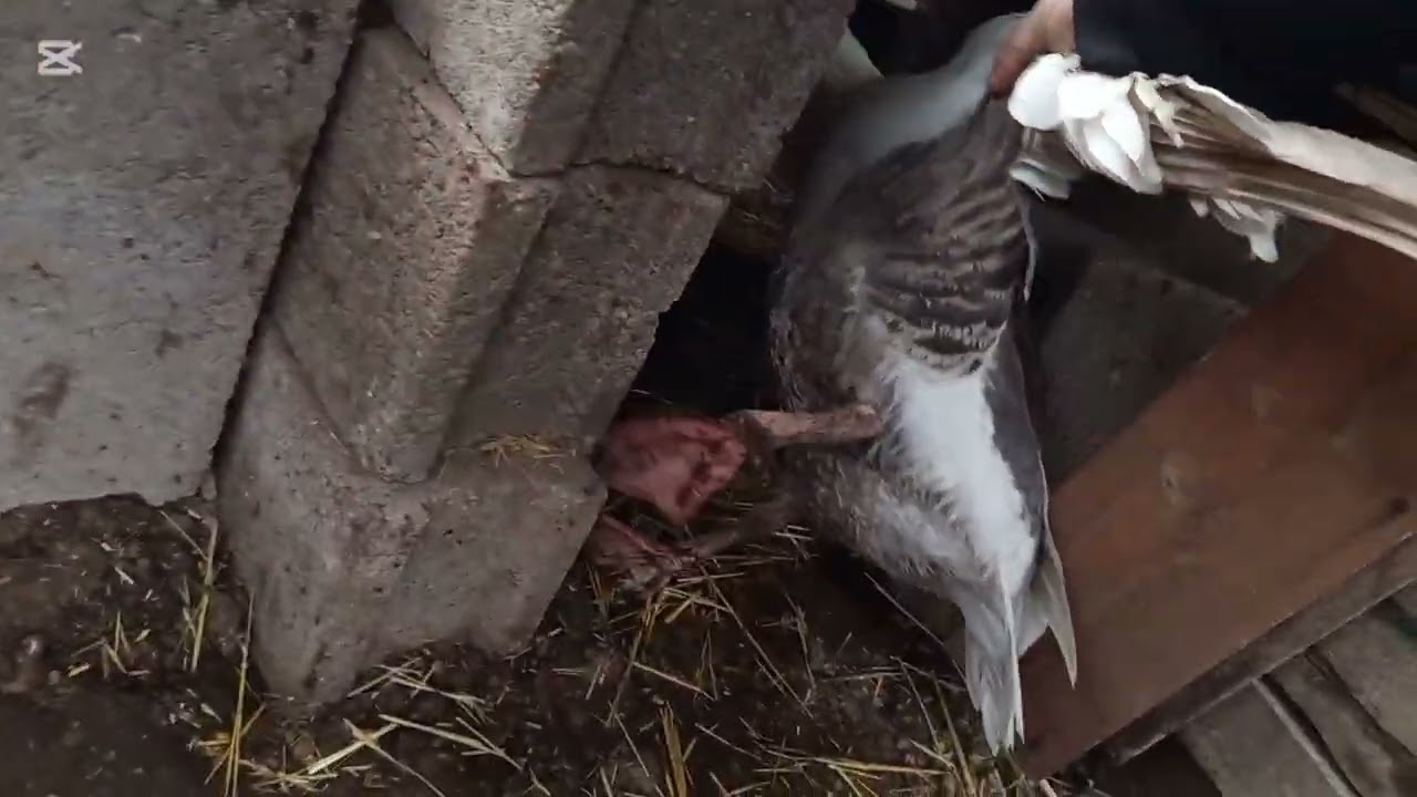 Servisten Geldim, Hayvanları Yemledim | Kazdan İlk Yumurta 🥚🙏