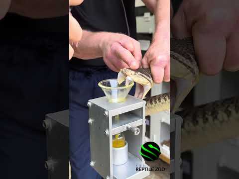 Terciopelo venom extractions - daughter and mother! #reptiles