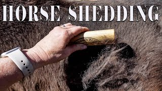 SATISFYING HORSE SHEDDING | ASMR GROOMING 2024