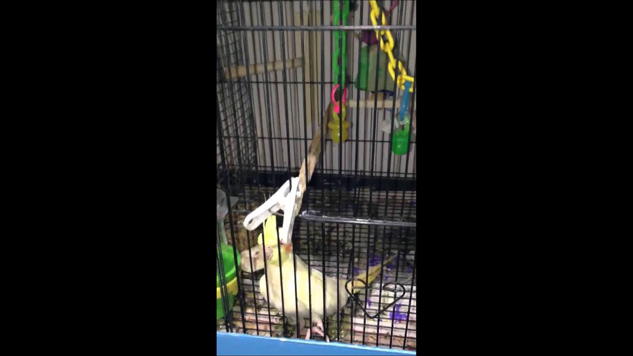 Grenn Quaker Buddies