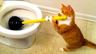 New Funny Cat and Dog Videos 😹🐶 Funniest Animals 🤣