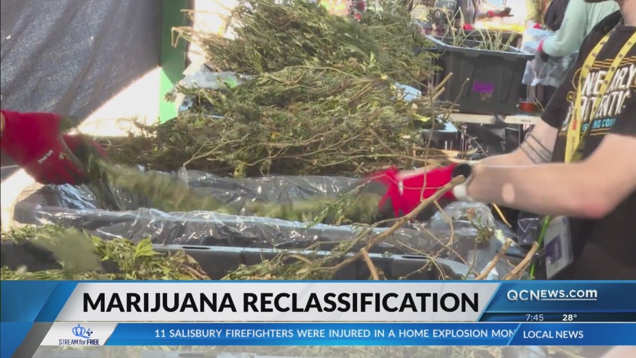 Trump is ‘considering’ marijuana reclassification